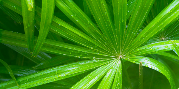 serenoa repens