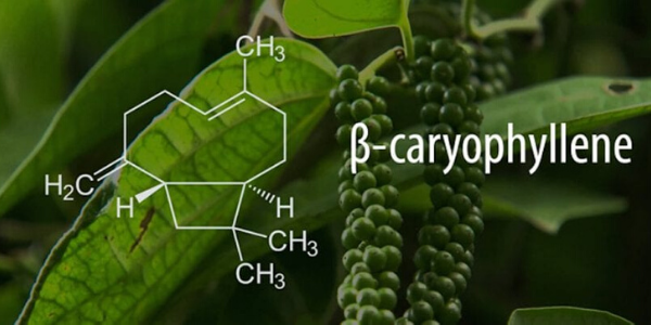 beta cariofillene