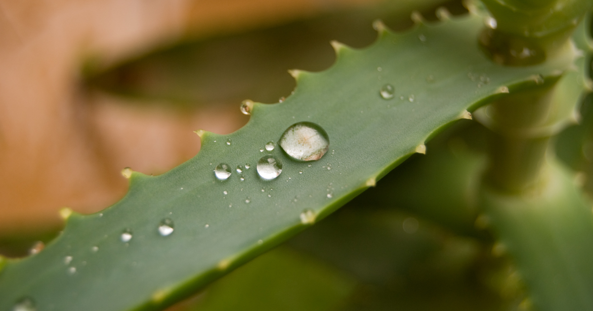 Aloe vera