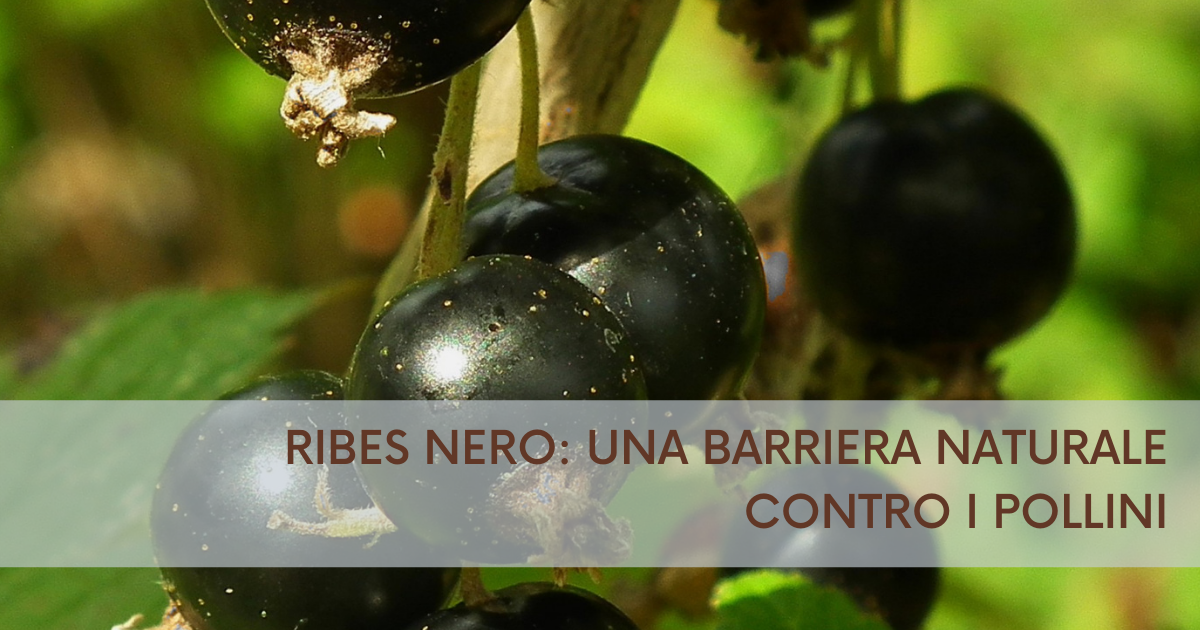 Ribes nero