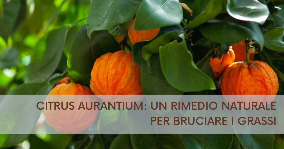 Citrus aurantium