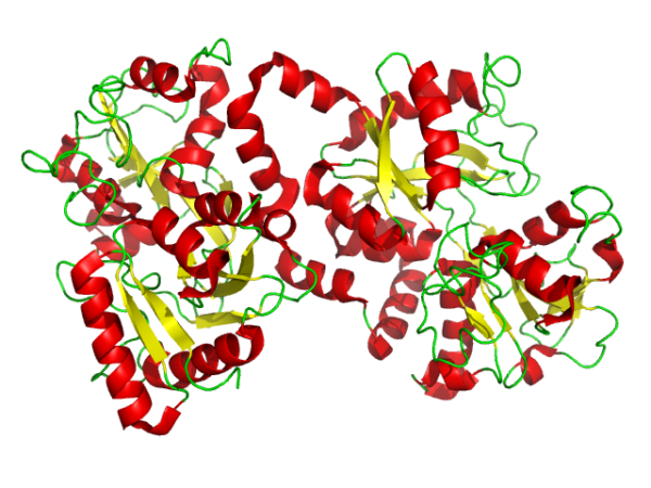 Lattoferrina 200 mg 60 cps