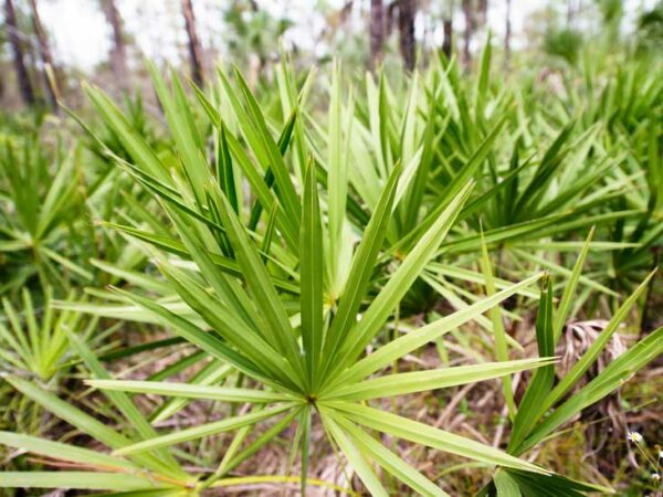 Serenoa repens 600 mg 90 cps