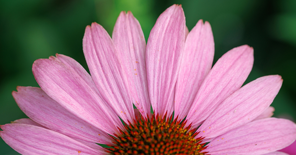 Foto in macro dei petali di un fiore di echinacea con inquadratura tagliata a metà