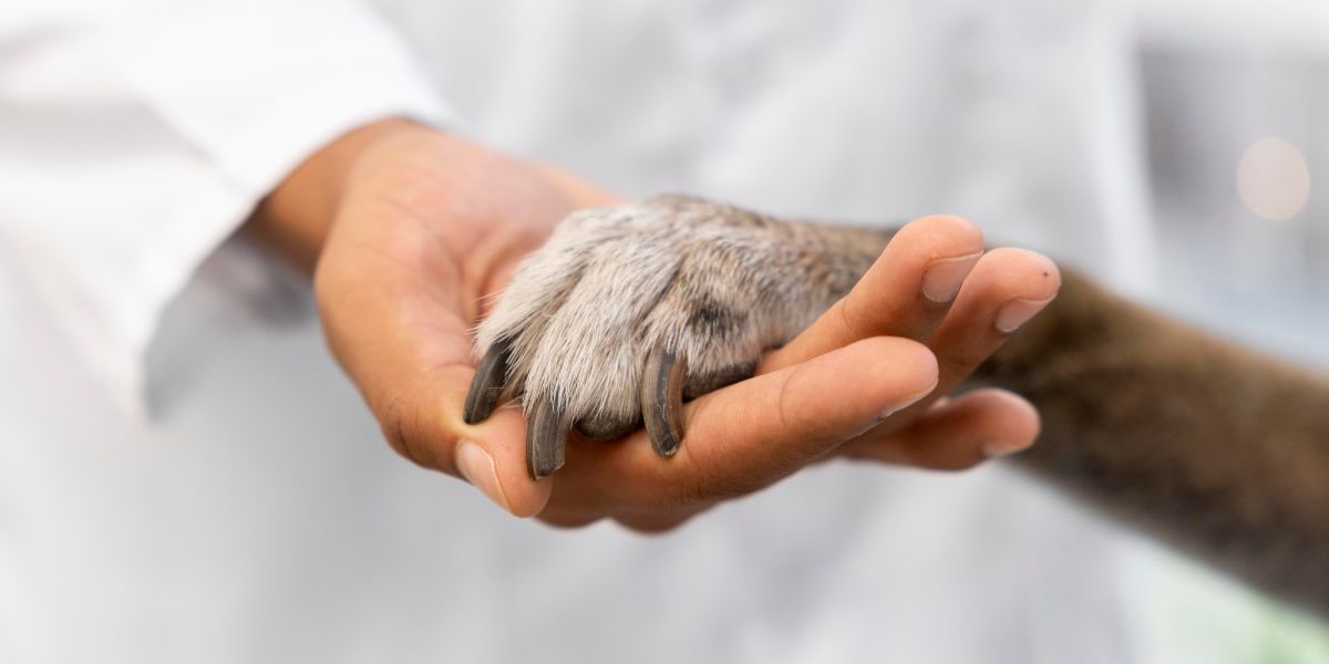 mano di un dottore che mantiene la zampa di un cane nel suo palmo