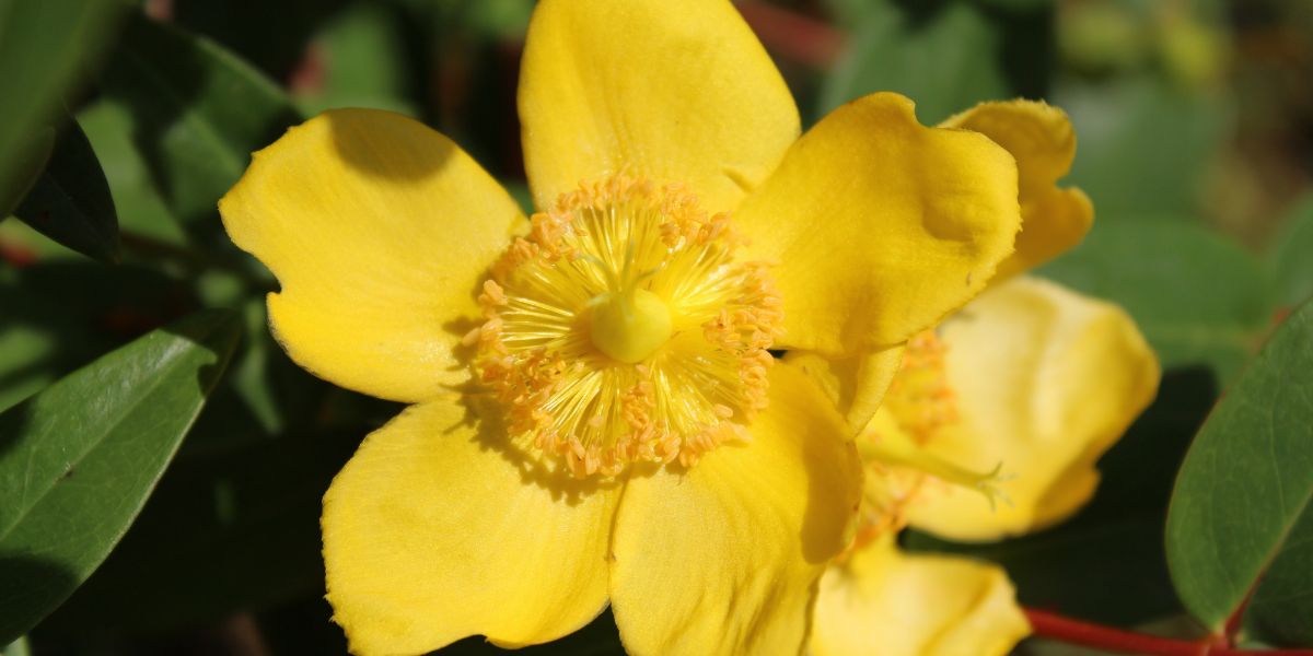 primo piano in macro di un fiore di iperico con sfondo sfocato