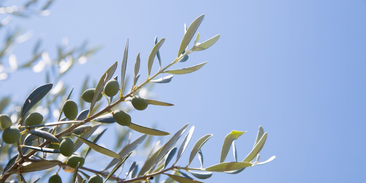 foto di un ramo di ulivo con foglie e olive mature con cielo azzurro e soleggiato come sfondo