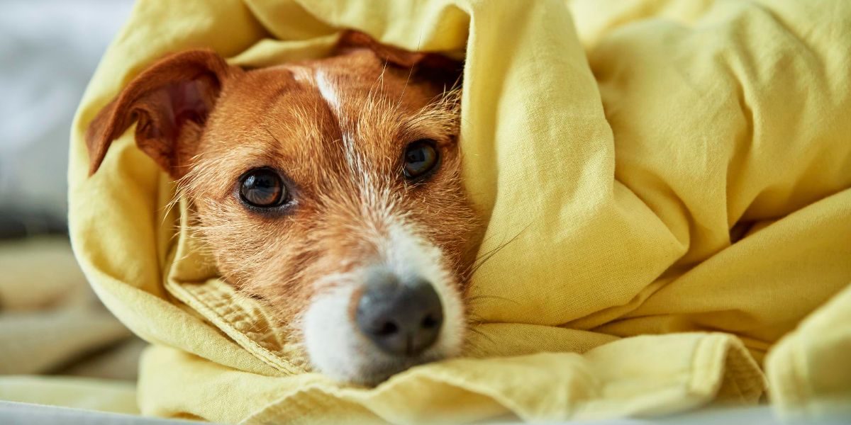 cane meticcio triste avvolto in una copeta gialla