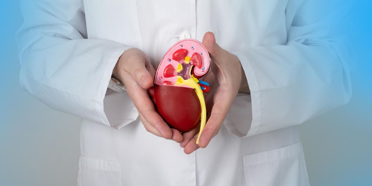 foto di un medico che tiene tra le mani sezione di un rene in plastica