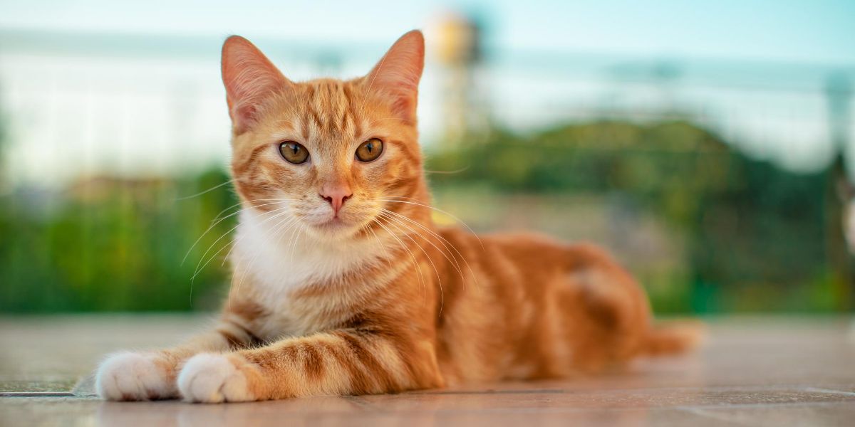 gattino arancione steso sul balcone