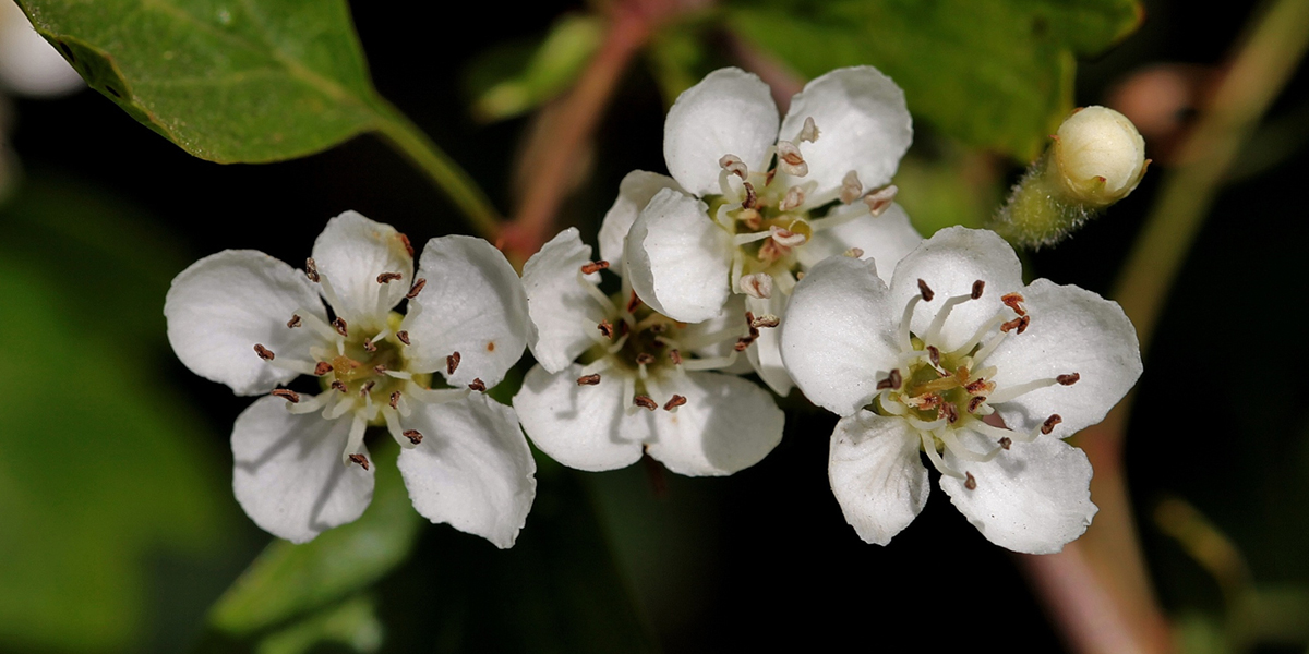 fiori di biancospino