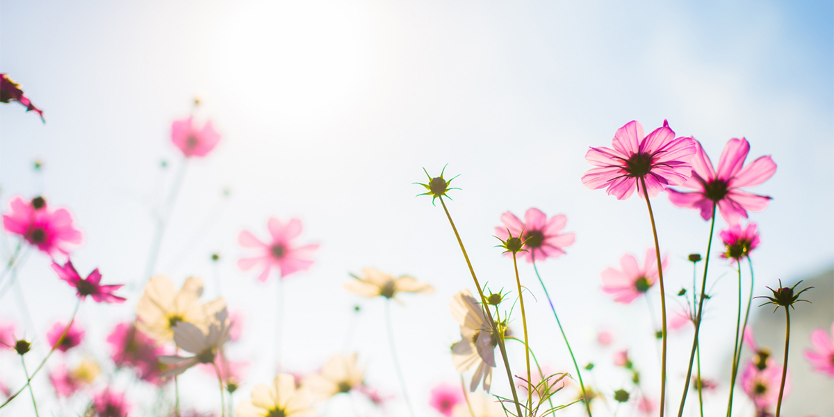 fiori di primavera