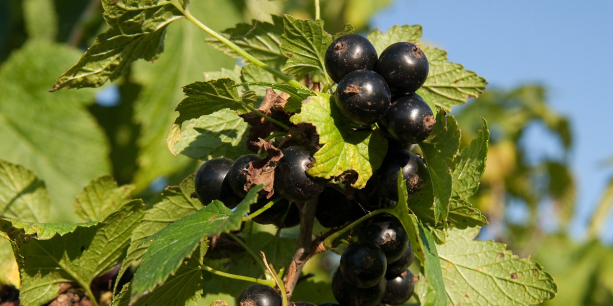 frutti di ribes nero su un ramo