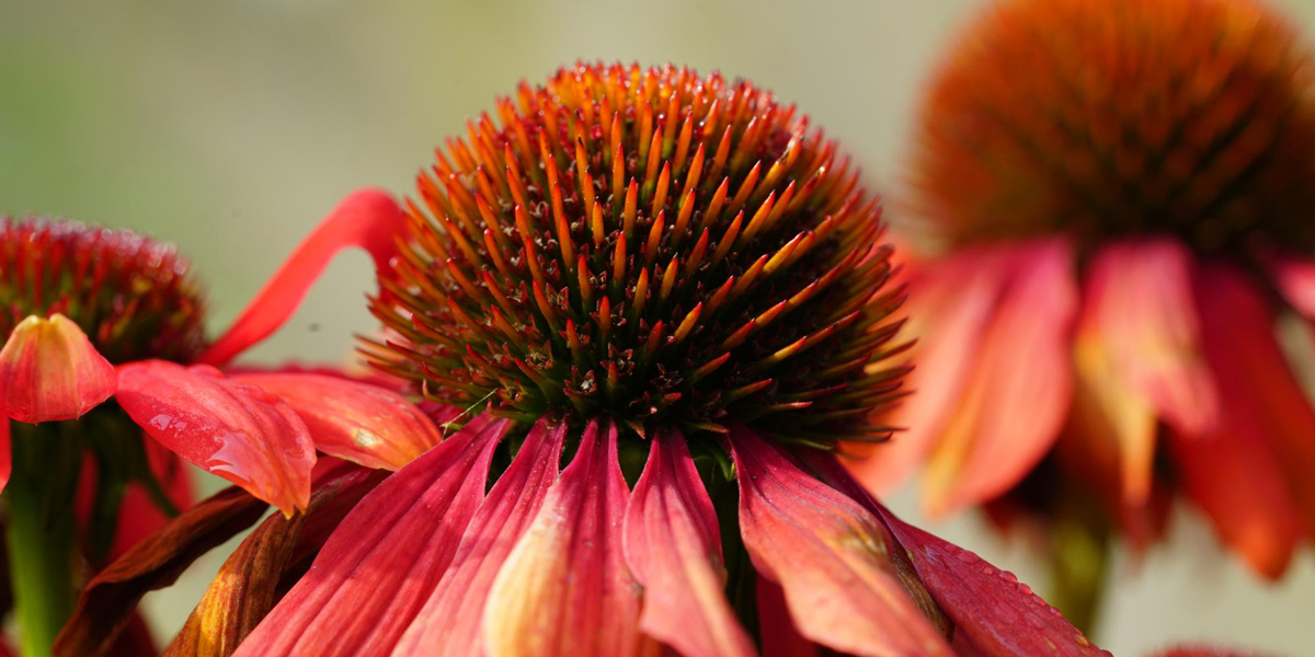 close up di un fiore di echinacea