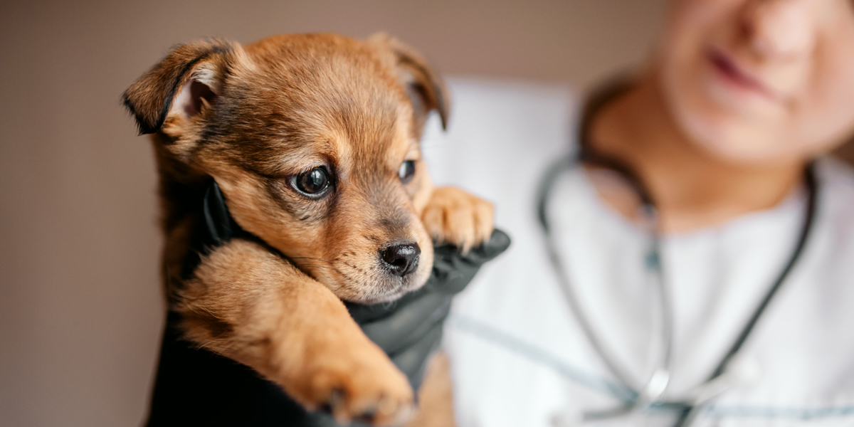 cucciolo di cane tenuto in mano da una veterinaria