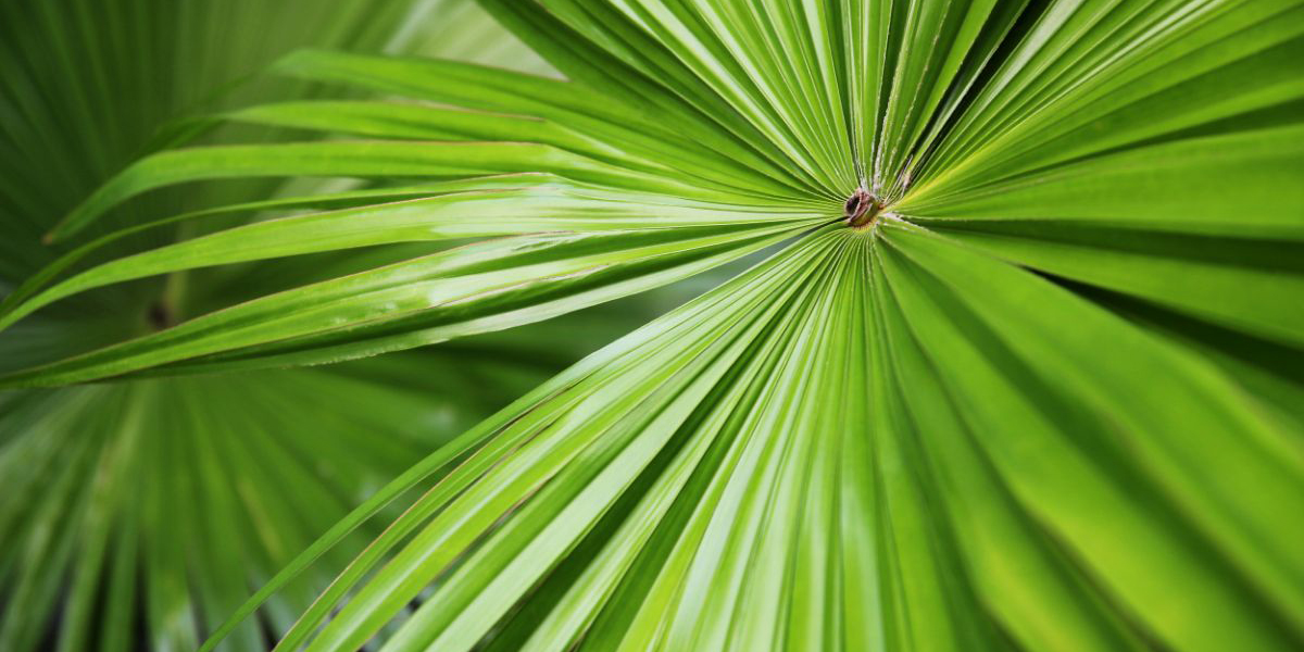 foglie di saw palmetto serenoa repens