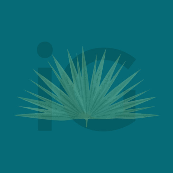 Serenoa repens 2% in trichowash 250 ml