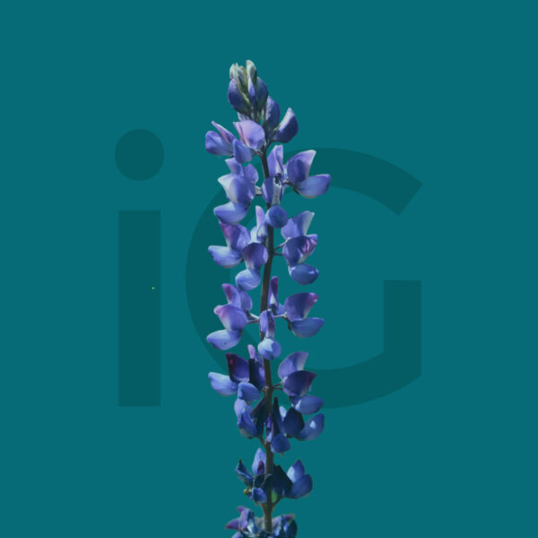 Ajuga reptans 150 mg NAC 600 mg 120 cps