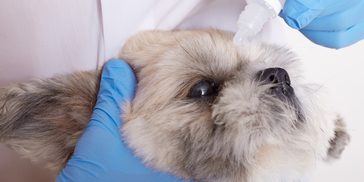 cane a cui viene applicato collirio ciclosporina nell'occhio